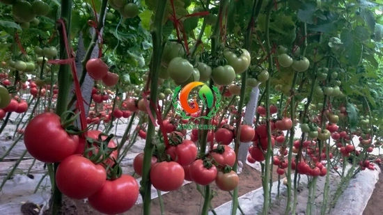 碩果累累-西紅柿 碩果累累-西紅柿