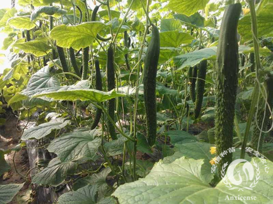 安信種苗種植棚_黃瓜成果 安信種苗種植棚_黃瓜成果