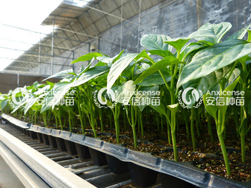 辣椒苗圖片 辣椒苗圖片