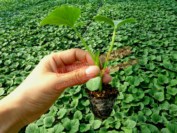 甜瓜苗廠家——安信種苗 甜瓜苗廠家——安信種苗