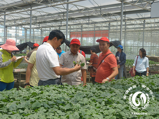 安信西瓜苗育苗基地 安信西瓜苗育苗基地