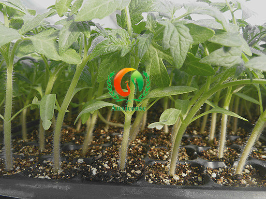 西紅柿苗碩豐689-安信種苗 西紅柿苗碩豐689-安信種苗