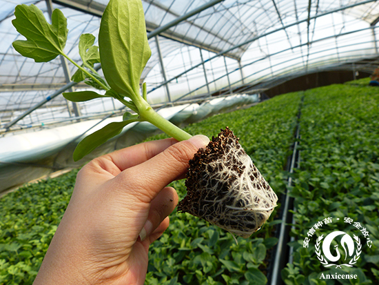 安信西瓜苗根系發(fā)達 安信西瓜苗根系發(fā)達