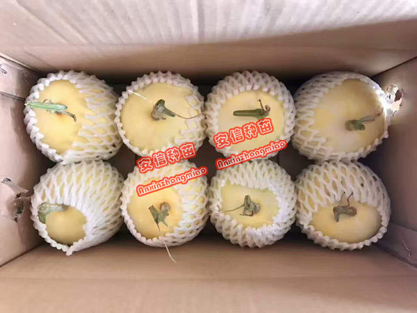 甜瓜苗廠家——安信種苗 甜瓜苗廠家——安信種苗