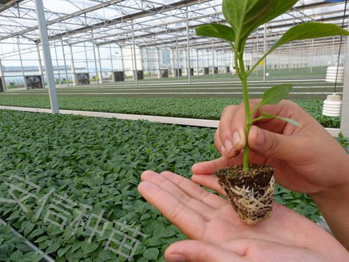 安信甜椒苗 安信甜椒苗