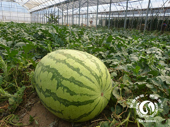 安信種苗大西瓜 安信種苗大西瓜