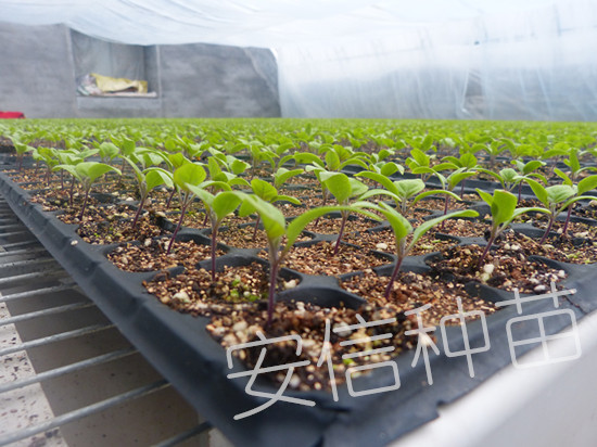 安信茄子苗溫室 安信茄子苗溫室