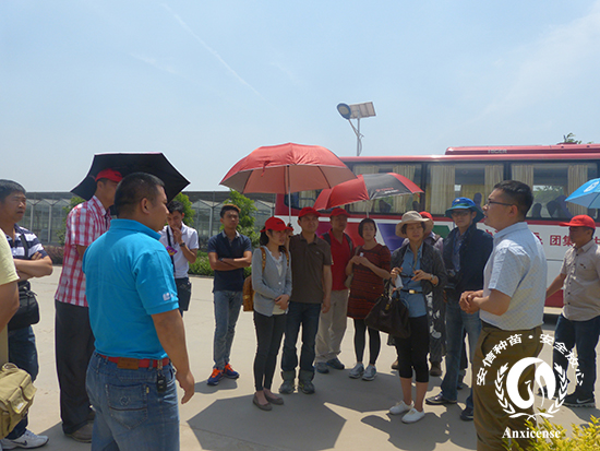 馬來西亞參訪團(tuán)參觀安信西瓜苗基地