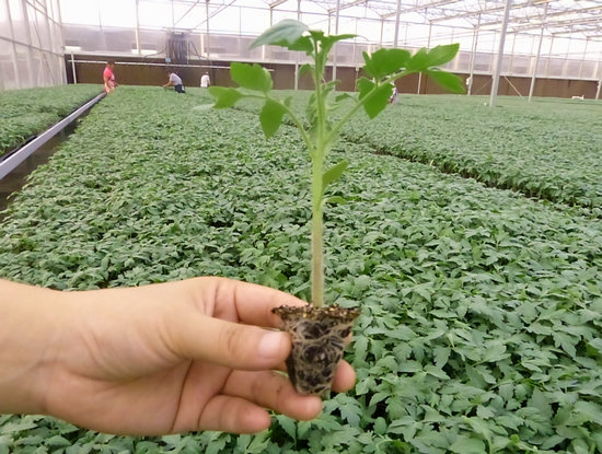 西紅柿苗-碩豐689  西紅柿苗-碩豐689