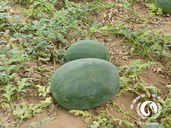 西瓜展示 西瓜展示