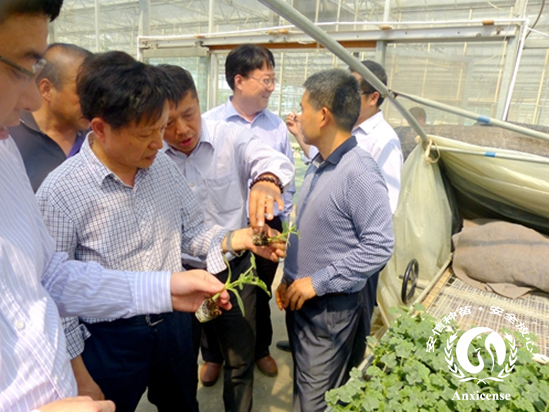 安信西瓜苗育苗基地 安信西瓜苗育苗基地