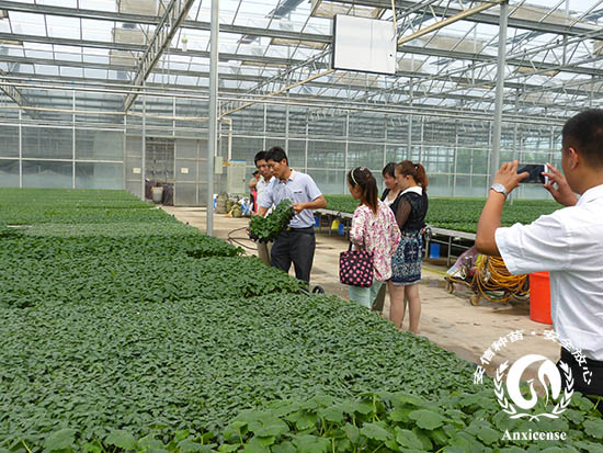 安信種苗番茄苗 安信種苗番茄苗