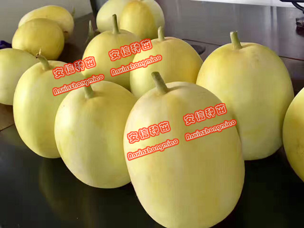 甜瓜苗——景甜五號 甜瓜苗——景甜五號