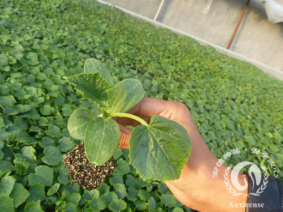 安信嫁接黃瓜苗 安信嫁接黃瓜苗