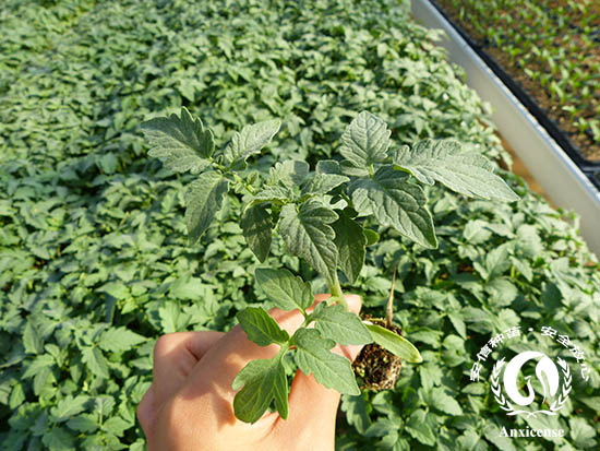 安信種苗番茄苗 安信種苗番茄苗