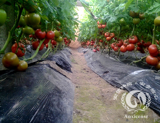 安信優(yōu)良番茄苗品種——碩豐689 安信優(yōu)良番茄苗品種——碩豐689