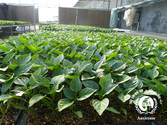 甜椒苗育苗基地 甜椒苗育苗基地