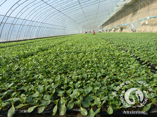 安信西瓜苗溫室 安信西瓜苗溫室