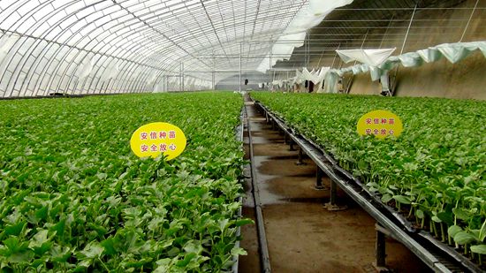安信西瓜嫁接苗種植基地 安信西瓜嫁接苗種植基地