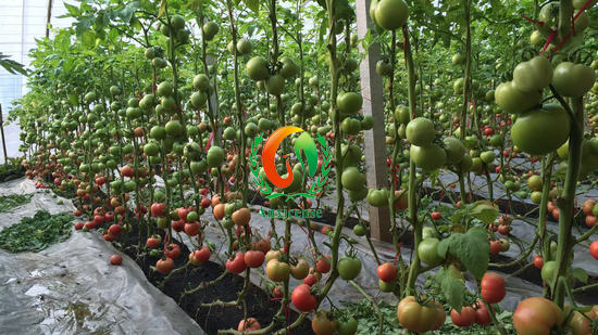 碩豐689在泰安地區(qū)的田間表現(xiàn)