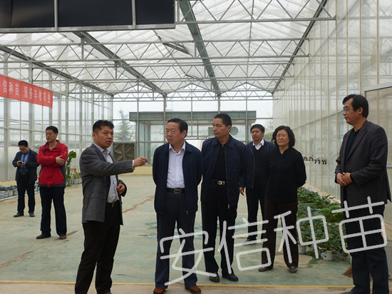 山東省政府參事室領(lǐng)導(dǎo)前來安信西瓜嫁接苗基地調(diào)研