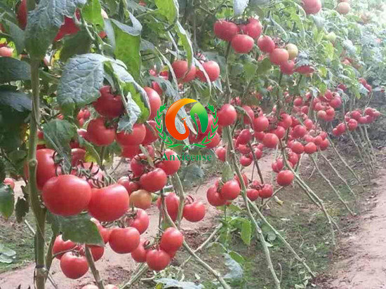 西紅柿碩豐689-安信種苗 西紅柿碩豐689-安信種苗