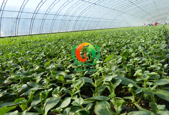 西瓜嫁接苗育苗溫室 西瓜嫁接苗育苗溫室