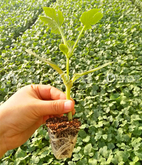 西瓜苗圖片 西瓜苗圖片