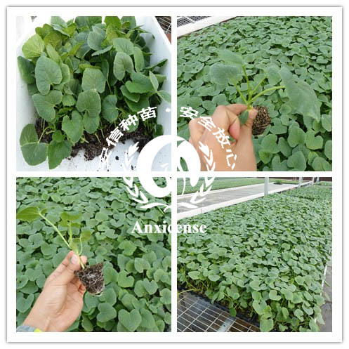 安信種苗甜瓜苗 安信種苗甜瓜苗