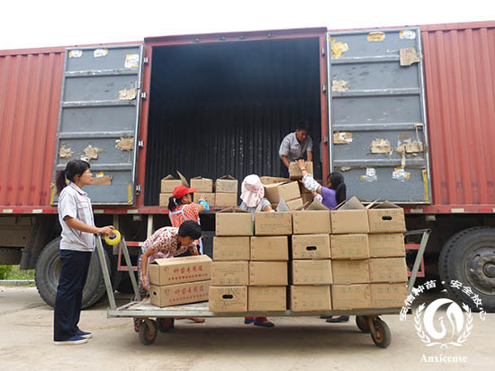 嫁接黃瓜苗廂貨 嫁接黃瓜苗廂貨
