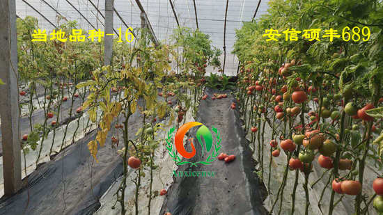 同樣是西紅柿苗，田間表現(xiàn)咋就差別這么大呢