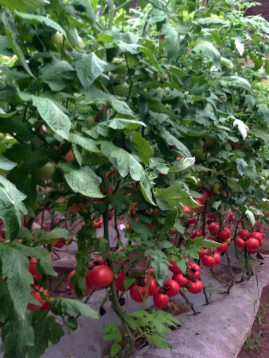 西紅柿苗-碩豐3689 西紅柿苗-碩豐3689