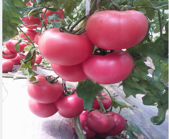 番茄苗-碩豐688 番茄苗-碩豐688