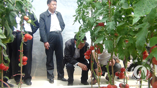 沂南縣領(lǐng)導(dǎo)一行實(shí)地走進(jìn)安信種植棚考察西紅柿長(zhǎng)勢(shì) 沂南縣領(lǐng)導(dǎo)一行實(shí)地走進(jìn)安信種植棚考察西紅柿長(zhǎng)勢(shì)