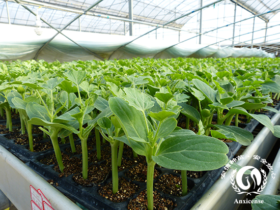 安信西瓜苗 安信西瓜苗