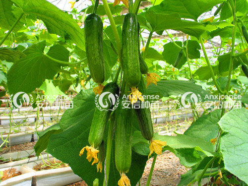 黃瓜圖片 黃瓜圖片
