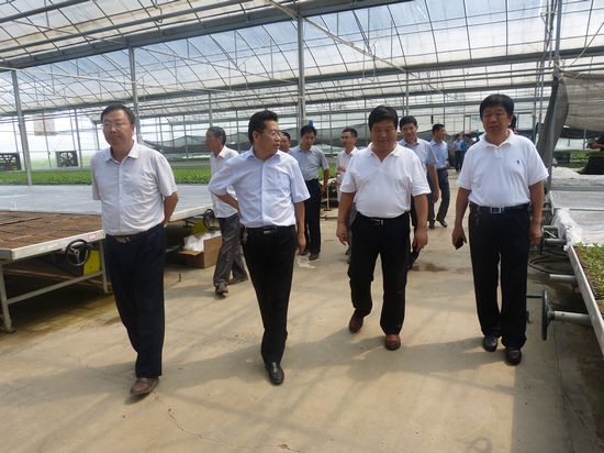 濟(jì)南市蔬菜技術(shù)服務(wù)中心領(lǐng)導(dǎo)參觀安信番茄苗基地