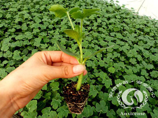 西瓜苗_安信種苗 西瓜苗_安信種苗