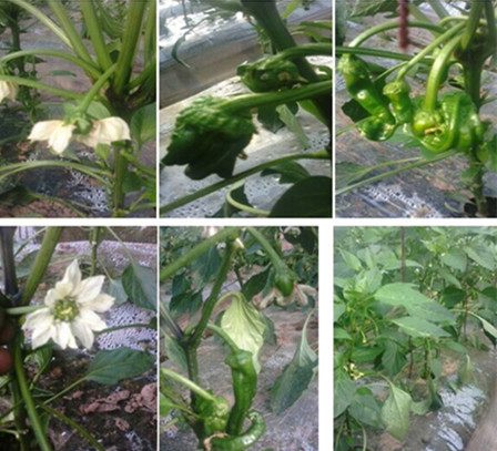 辣椒苗畸型果實(shí)