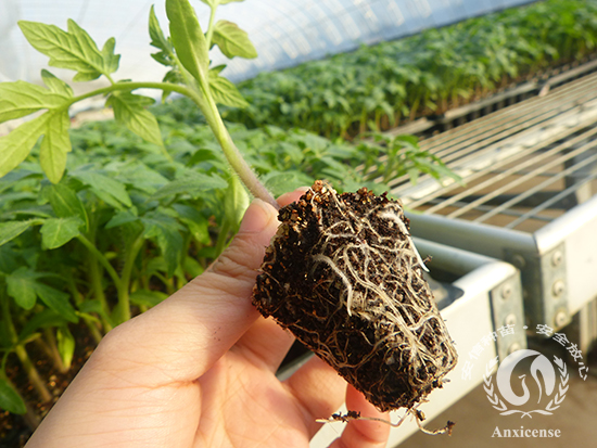 安信西紅柿苗_根系 安信西紅柿苗_根系