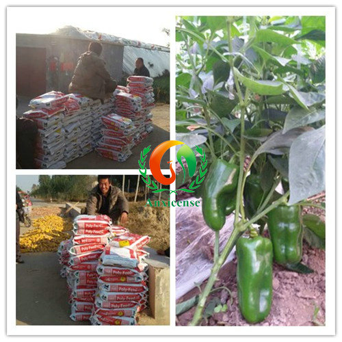 進(jìn)口水溶肥保瑞豐-甜椒苗的田間表現(xiàn) 進(jìn)口水溶肥保瑞豐-甜椒苗的田間表現(xiàn)