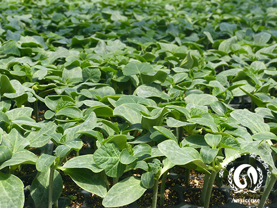 專業(yè)嫁接黃瓜苗 專業(yè)嫁接黃瓜苗