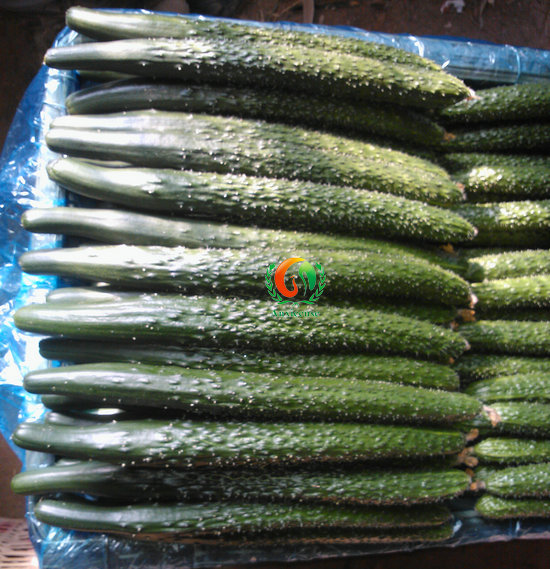 黃瓜-碩豐210 黃瓜-碩豐210