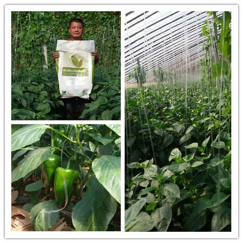 甜椒高產(chǎn)專用肥:海法魔瑞生 甜椒高產(chǎn)專用肥:海法魔瑞生