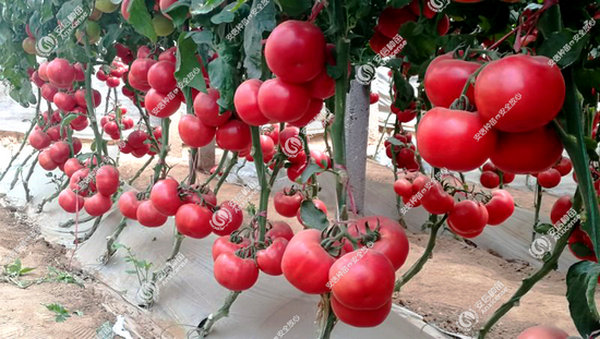 安納西轉色均勻 安納西轉色均勻