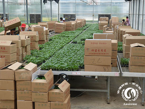 嫁接黃瓜苗包裝箱 嫁接黃瓜苗包裝箱