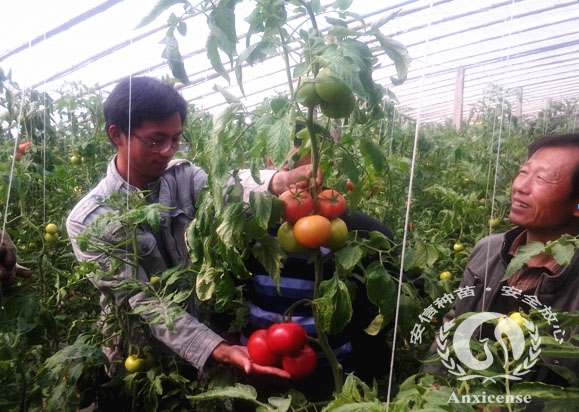 安信優(yōu)良番茄苗品種——106C 安信優(yōu)良番茄苗品種——106C