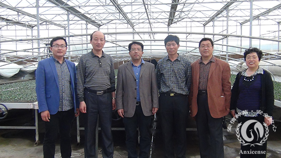 專家別之龍一行參觀安信西瓜嫁接苗基地