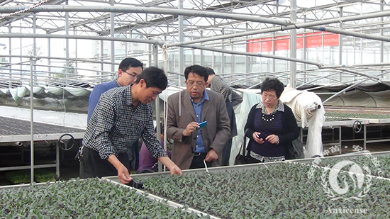別教授為安信種苗管理人員講解指導(dǎo)工作 別教授為安信種苗管理人員講解指導(dǎo)工作