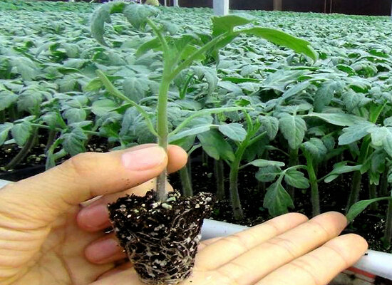 番茄苗-安信種苗 番茄苗-安信種苗